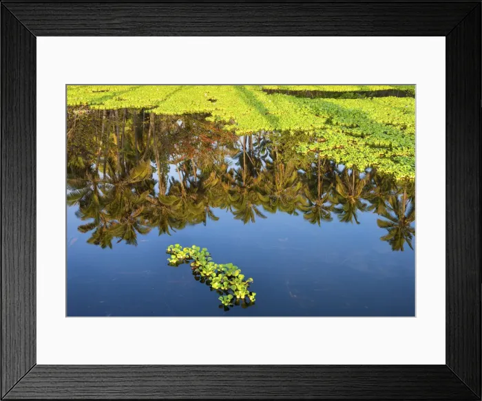 Framed Print : USA, Hawaii, Big Island, Punaluu Beach, reflection Framed Print : USA, Hawaii, Big Island, Punaluu Beach, reflection