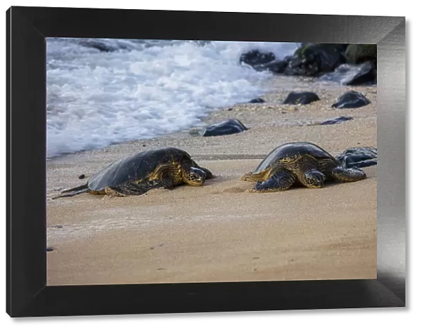 USA, Hawaii, Maui, Hookipa Beach, turtles