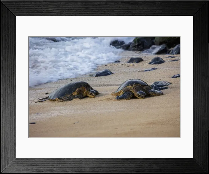 Framed Print : USA, Hawaii, Maui, Hookipa Beach, turtles Framed Print : USA, Hawaii, Maui, Hookipa Beach, turtles