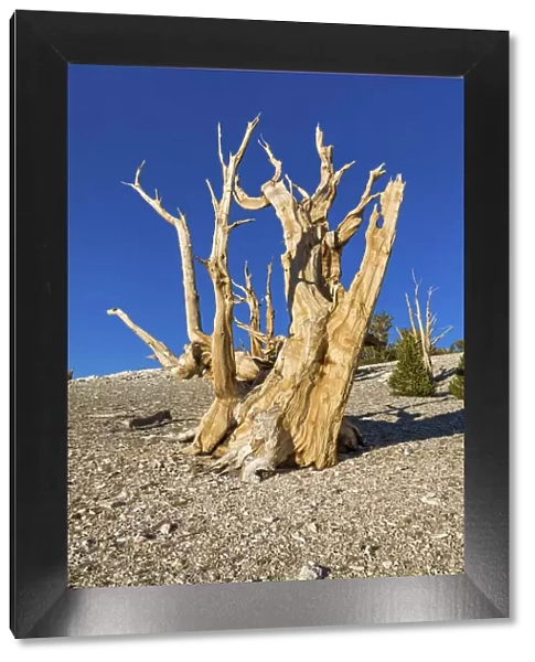 USA, California, White Mountains, Inyo National Forest, Bristlecone Pines