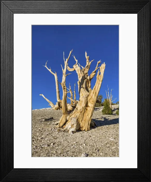Framed Print : USA, California, White Mountains, Inyo National Forest, Bristlecone Pines Framed Print : USA, California, White Mountains, Inyo National Forest, Bristlecone Pines