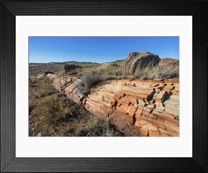 Framed Print : USA, Arizona, Petrified Forest National Park, Petrified Tree
