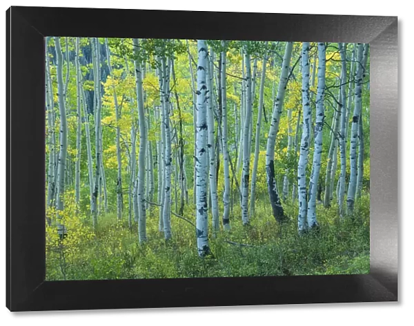 USA, Rocky Mountains, Colorado, Crested Butte, Aspen forest