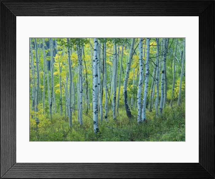 Framed Print : USA, Rocky Mountains, Colorado, Crested Butte, Aspen forest Framed Print : USA, Rocky Mountains, Colorado, Crested Butte, Aspen forest
