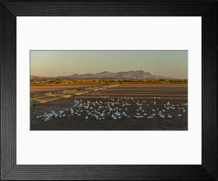 Framed Print : USA, New Mexico, San Antonio, Bosque Del Apache National Wildlife, Snow Geese Framed Print : USA, New Mexico, San Antonio, Bosque Del Apache National Wildlife, Snow Geese