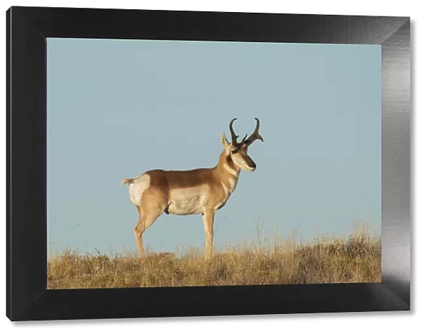 USA, West Texas, Big Bend National Park, Pronghorn buck