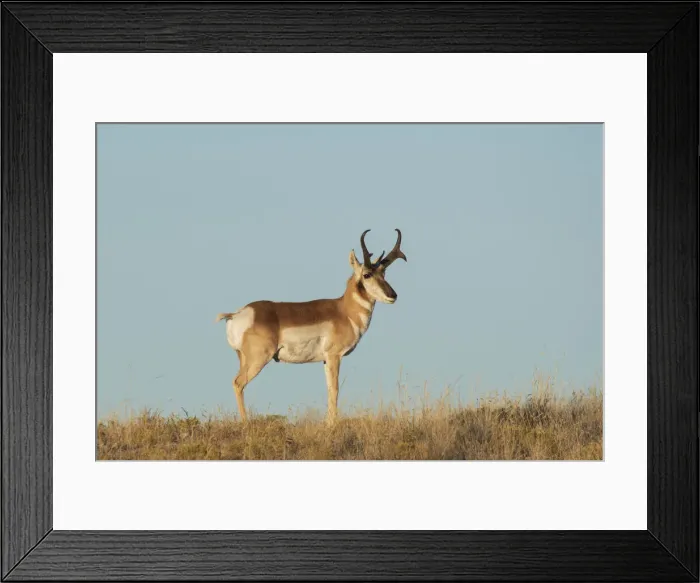 Framed Print : USA, West Texas, Big Bend National Park, Pronghorn buck Framed Print : USA, West Texas, Big Bend National Park, Pronghorn buck