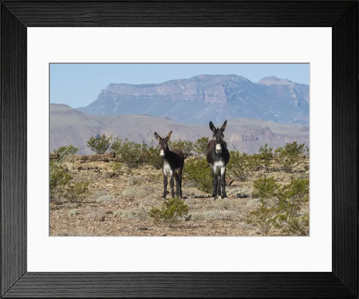 Framed Print : USA, West Texas, Big Bend National Park, Burro Framed Print : USA, West Texas, Big Bend National Park, Burro