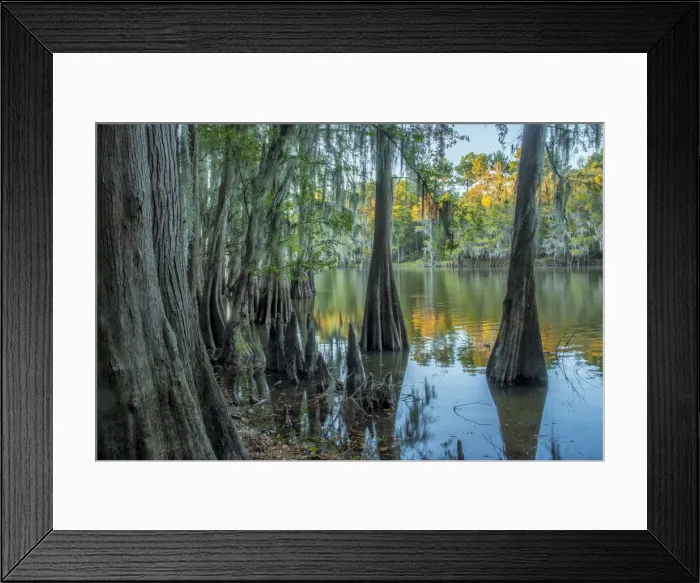 Framed Print : USA, Texas, Caddo lake Framed Print : USA, Texas, Caddo lake