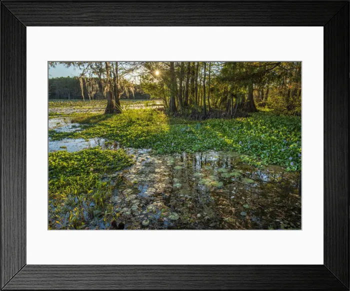 Framed Print : USA, Texas, Caddo lake sunset Framed Print : USA, Texas, Caddo lake sunset