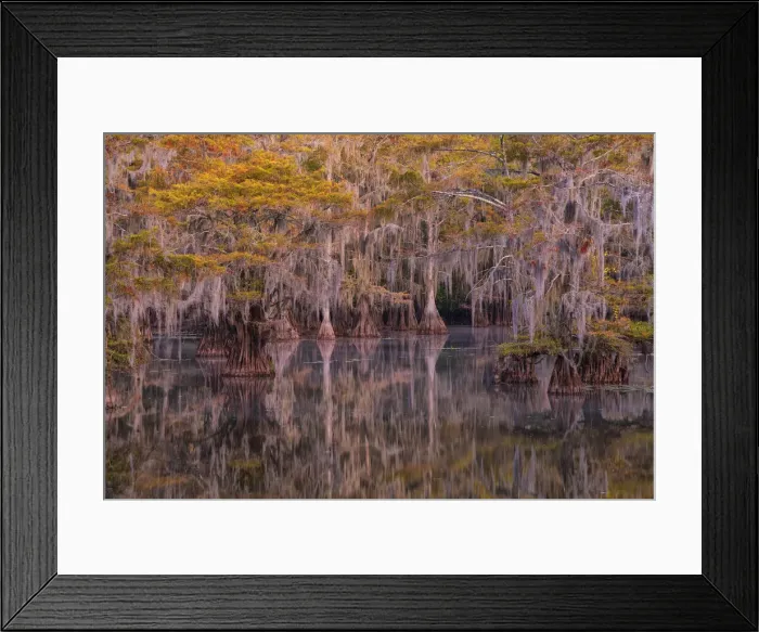 Framed Print : USA, Texas, Caddo lake in autumn Framed Print : USA, Texas, Caddo lake in autumn