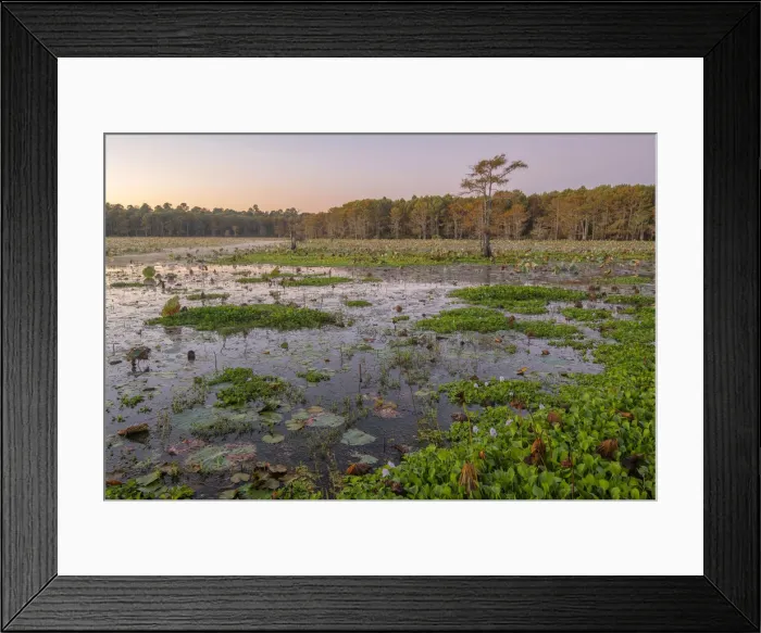 Framed Print : USA, Texas, Caddo Lake, morning Framed Print : USA, Texas, Caddo Lake, morning