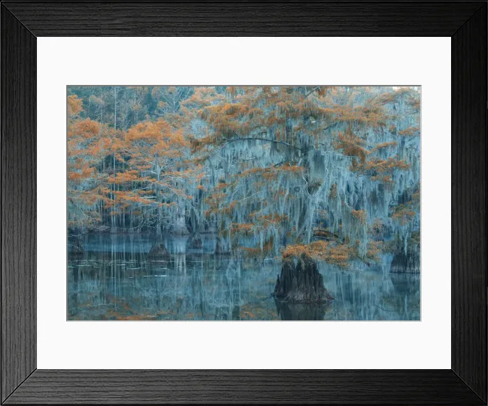 Framed Print : USA, Texas, Caddo lake, Bald Cypress in autumn Framed Print : USA, Texas, Caddo lake, Bald Cypress in autumn