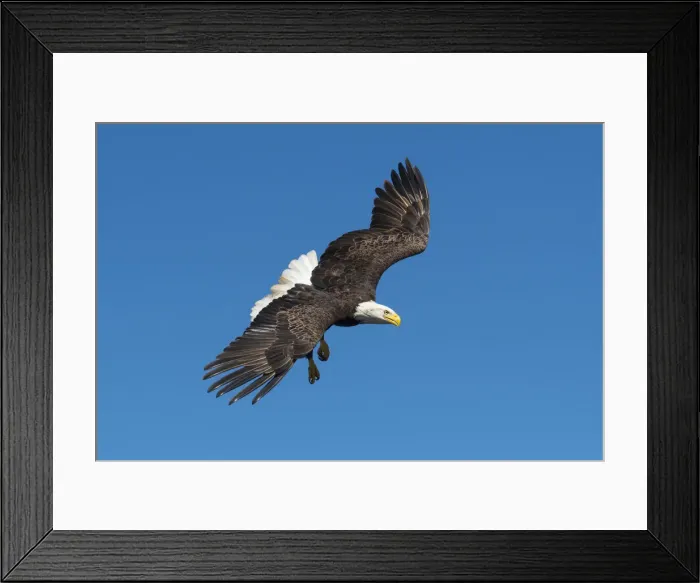 Framed Print : USA, South, Louisiana, Bald Eagle in flight