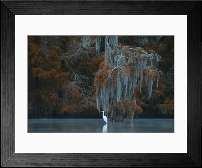Framed Print : USA, South, Louisiana, Ardea alba, Great White Heron Framed Print : USA, South, Louisiana, Ardea alba, Great White Heron