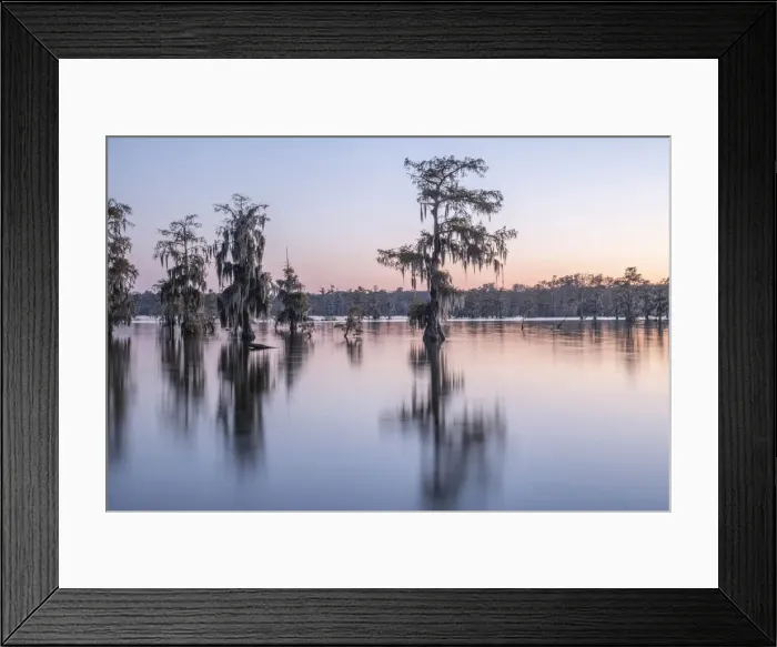 Framed Print : USA, South, Louisiana, Lake Martin Framed Print : USA, South, Louisiana, Lake Martin