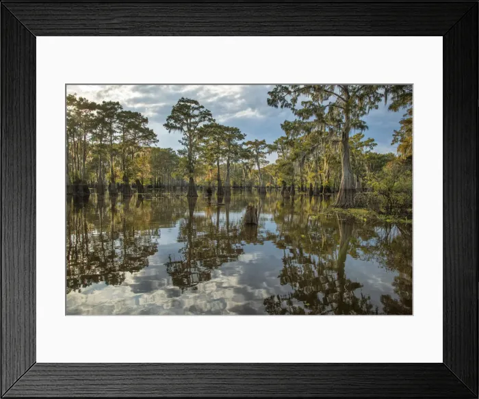 Framed Print : USA, South, Louisiana, Atchafalaya basin, Bald Cypress swamp Framed Print : USA, South, Louisiana, Atchafalaya basin, Bald Cypress swamp