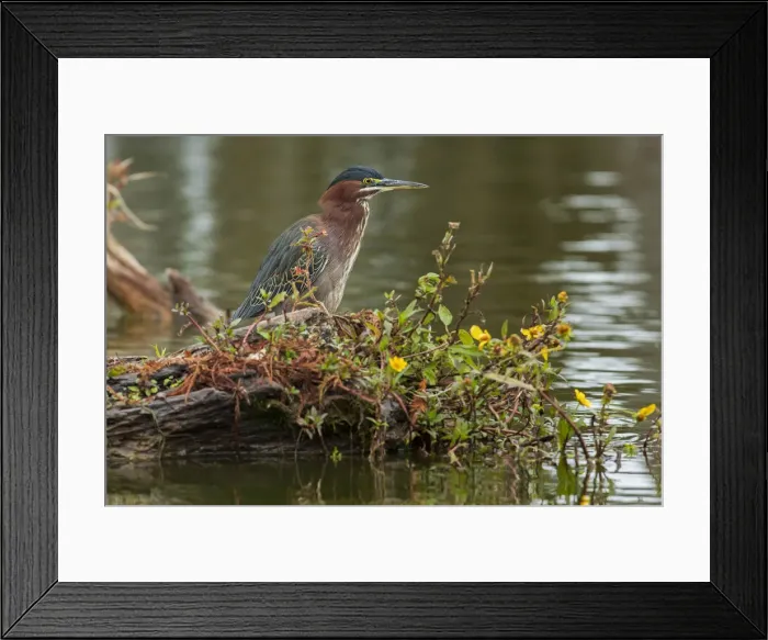 Framed Print : USA, South, Louisiana, Lake Martin, Butorides virescens, Green Heron Framed Print : USA, South, Louisiana, Lake Martin, Butorides virescens, Green Heron