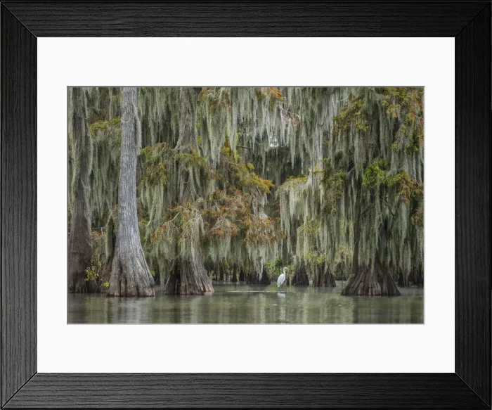 Framed Print : USA, South, Louisiana, Great White Heron Framed Print : USA, South, Louisiana, Great White Heron