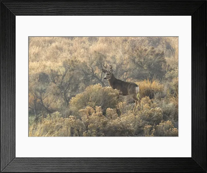 Framed Print : USA, Oregon, Malheur County, Malheur river, Odocoileus hemionus, Mule deer Framed Print : USA, Oregon, Malheur County, Malheur river, Odocoileus hemionus, Mule deer