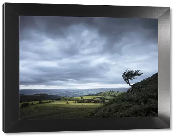 Windblown hawthorn tree, The Black Mountains, Brecon Beacons National Park, Powys, Wales