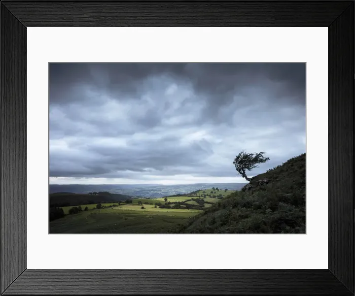 Framed Print : Windblown hawthorn tree, The Black Mountains, Brecon Beacons National Park, Powys, Wales Framed Print : Windblown hawthorn tree, The Black Mountains, Brecon Beacons National Park, Powys, Wales