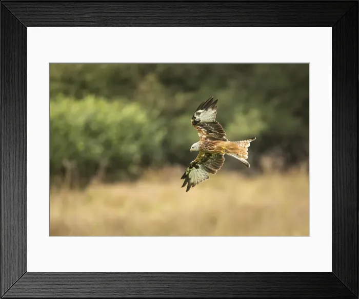 Framed Print : Red Kite (Milvus milvus) in flight, Gigrin Farm, Rhayader, Powys, Wales, UK Framed Print : Red Kite (Milvus milvus) in flight, Gigrin Farm, Rhayader, Powys, Wales, UK