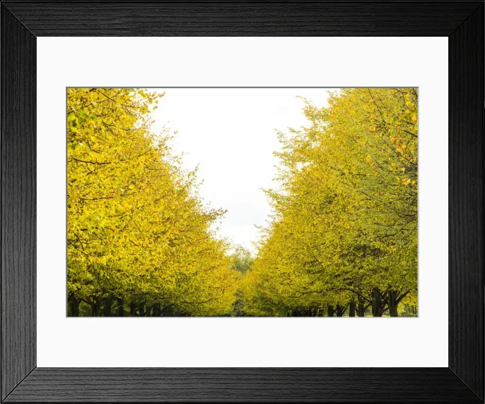 Framed Print : Regents Park in Autumn, London, England, UK Framed Print : Regents Park in Autumn, London, England, UK