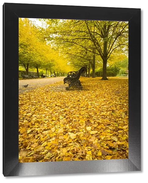 Regents Park in Autumn, London, England, UK