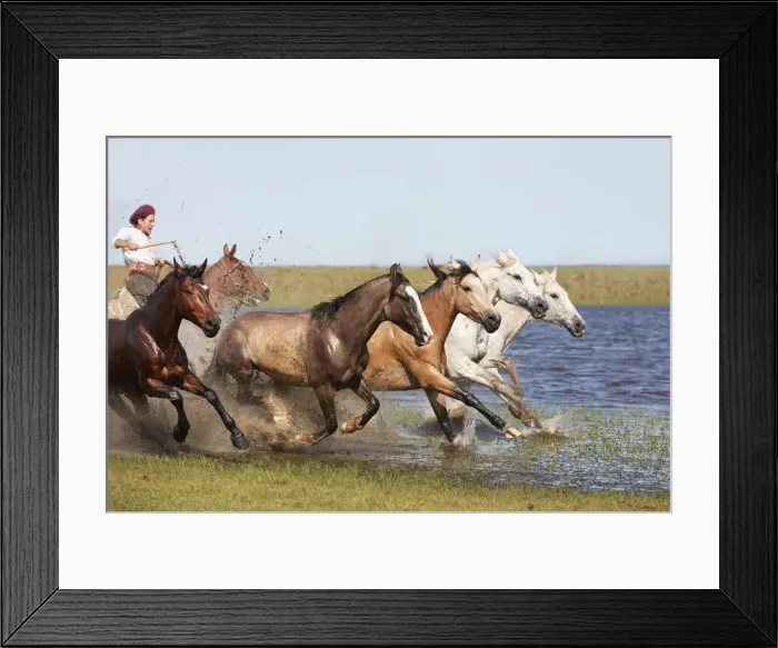 Framed Print : A gaucho drives a herd of horses through a lagoon of the Estancia Buena Vista, Esquina, Corrientes, Argentina