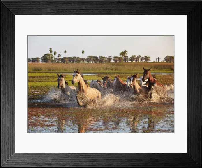 Framed Print : A herd of horses crosses a lagoon of the Estancia Buena Vista at sunset, Esquina, Corrientes, Argentina Framed Print : A herd of horses crosses a lagoon of the Estancia Buena Vista at sunset, Esquina, Corrientes, Argentina