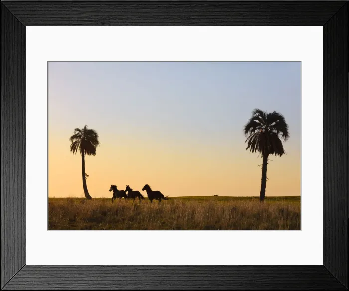 Framed Print : Horses running in a field at sunset, Estancia Buena Vista, Esquina, Corrientes, Argentina Framed Print : Horses running in a field at sunset, Estancia Buena Vista, Esquina, Corrientes, Argentina