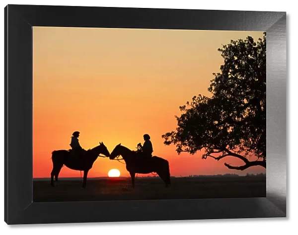 Gauchos on horseback at sunset near a giant rubber tree, Estancia Buena Vista, Esquina, Corrientes, Argentina