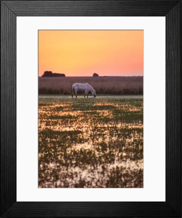 Framed Print : A white horse in a lagoon of the Estancia Buenavista at sunset, Esquina, Corrientes, Argentina Framed Print : A white horse in a lagoon of the Estancia Buenavista at sunset, Esquina, Corrientes, Argentina
