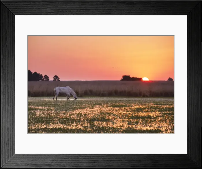 Framed Print : A white horse in a lagoon of the Estancia Buenavista at sunset, Esquina, Corrientes, Argentina Framed Print : A white horse in a lagoon of the Estancia Buenavista at sunset, Esquina, Corrientes, Argentina