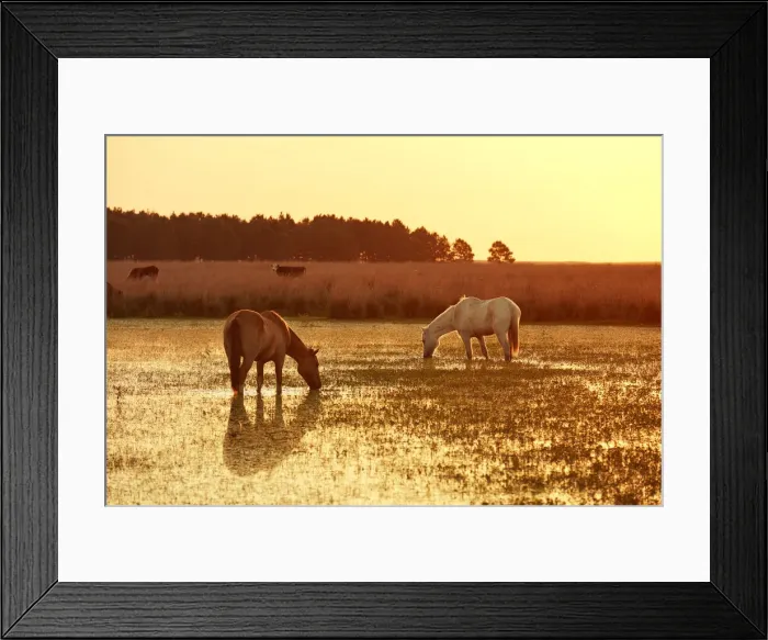 Framed Print : Horses in a lagoon of the Estancia Buenavista at sunset, Esquina, Corrientes, Argentina