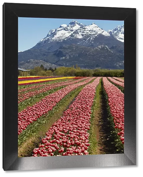 A tulip field in the 'Valle Hermoso'(Welsh: Cwm Hyfry), Trevelin, Chubut, Patagonia, Argentina. In the background the Gorsedd and Cwmwl snowy peaks