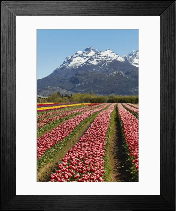 Framed Print : A tulip field in the Valle Hermoso'(Welsh: Cwm Hyfry), Trevelin, Chubut, Patagonia, Argentina. In the background the Gorsedd and Cwmwl snowy peaks Framed Print : A tulip field in the Valle Hermoso'(Welsh: Cwm Hyfry), Trevelin, Chubut, Patagonia, Argentina. In the background the Gorsedd and Cwmwl snowy peaks