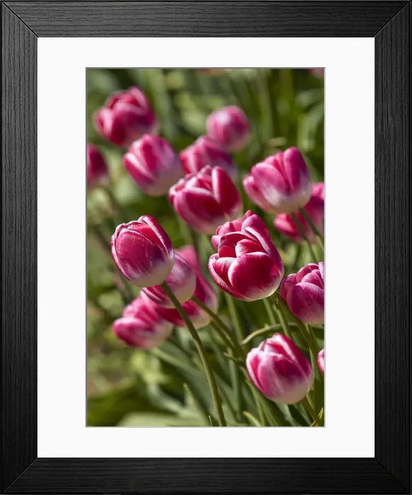 Framed Print : Detail of tulips in a field of the Valle Hermoso'(Welsh: Cwm Hyfry), Trevelin, Chubut, Patagonia, Argentina Framed Print : Detail of tulips in a field of the Valle Hermoso'(Welsh: Cwm Hyfry), Trevelin, Chubut, Patagonia, Argentina