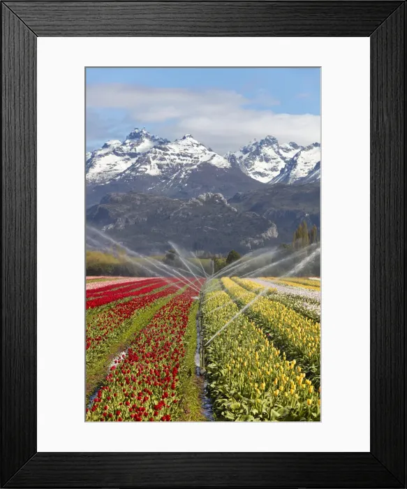 Framed Print : Irrigation of a tulip field in the Valle Hermoso'(Welsh: Cwm Hyfry), Trevelin, Chubut, Patagonia, Argentina. In the background the Gorsedd and Cwmwl snowy peaks Framed Print : Irrigation of a tulip field in the Valle Hermoso'(Welsh: Cwm Hyfry), Trevelin, Chubut, Patagonia, Argentina. In the background the Gorsedd and Cwmwl snowy peaks