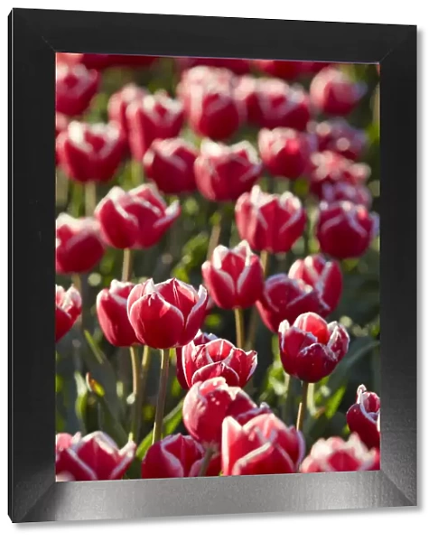 Detail of tulips in a field of the 'Valle Hermoso'(Welsh: Cwm Hyfry) at sunset, Trevelin, Chubut, Patagonia, Argentina