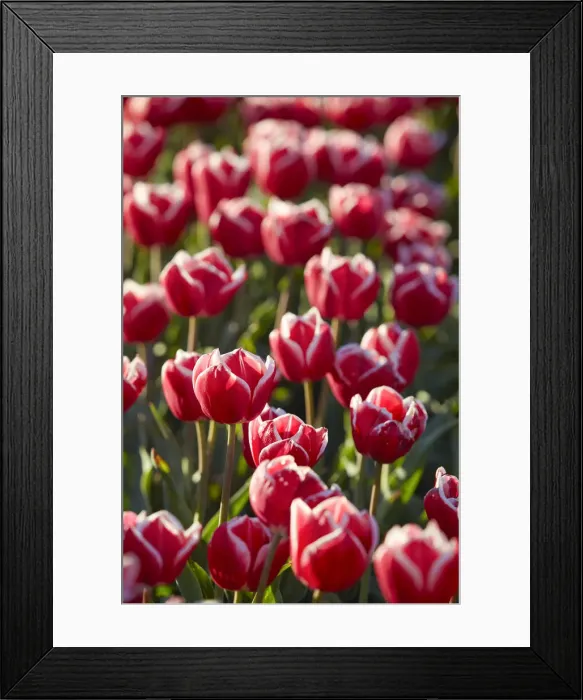 Framed Print : Detail of tulips in a field of the Valle Hermoso'(Welsh: Cwm Hyfry) at sunset, Trevelin, Chubut, Patagonia, Argentina Framed Print : Detail of tulips in a field of the Valle Hermoso'(Welsh: Cwm Hyfry) at sunset, Trevelin, Chubut, Patagonia, Argentina