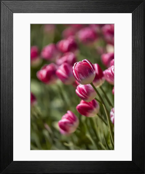 Framed Print : Detail of tulips in a field of the Valle Hermoso'(Welsh: Cwm Hyfry), Trevelin, Chubut, Patagonia, Argentina Framed Print : Detail of tulips in a field of the Valle Hermoso'(Welsh: Cwm Hyfry), Trevelin, Chubut, Patagonia, Argentina