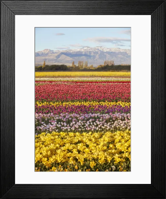 Framed Print : A tulip field in the Valle Hermoso'(Welsh: Cwm Hyfry) at sunset, Trevelin, Chubut, Patagonia, Argentina Framed Print : A tulip field in the Valle Hermoso'(Welsh: Cwm Hyfry) at sunset, Trevelin, Chubut, Patagonia, Argentina