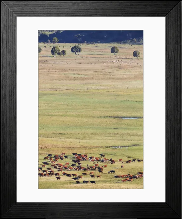 Framed Print : A gaucho moves a herd of cows through the laguna Terraplen valley, Trevelin, Chubut, Patagonia, Argentina Framed Print : A gaucho moves a herd of cows through the laguna Terraplen valley, Trevelin, Chubut, Patagonia, Argentina