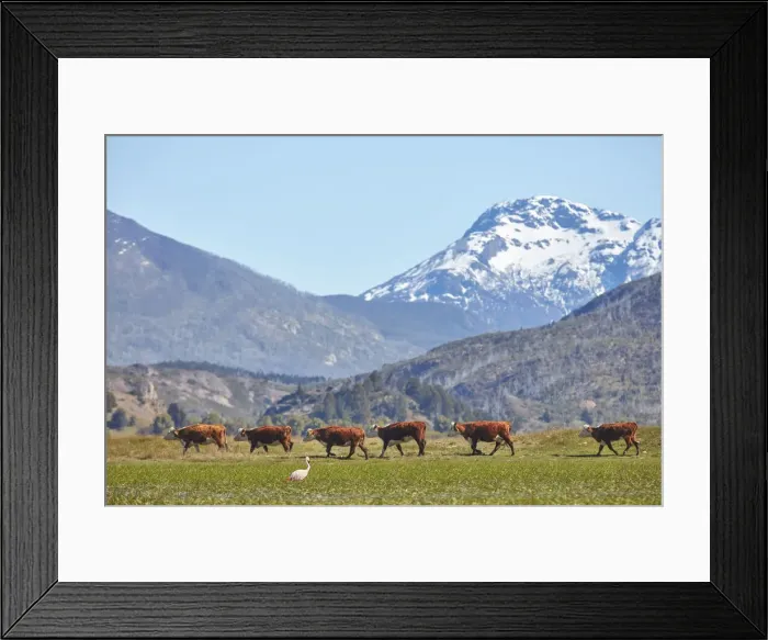 Framed Print : A row of cows and a flamingo in the Laguna Terraplen valley, Trevelin, Chubut, Patagonia, Argentina Framed Print : A row of cows and a flamingo in the Laguna Terraplen valley, Trevelin, Chubut, Patagonia, Argentina