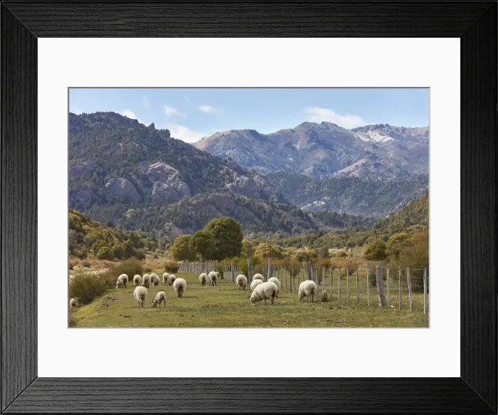 Framed Print : A group of Merinos sheeps in a field of the Nahuel Huapi National Park, near Villa Traful, Neuquen, Patagonia, Argentina Framed Print : A group of Merinos sheeps in a field of the Nahuel Huapi National Park, near Villa Traful, Neuquen, Patagonia, Argentina