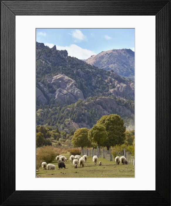 Framed Print : A group of Merinos sheeps in a field of the Nahuel Huapi National Park, near Villa Traful, Neuquen, Patagonia, Argentina