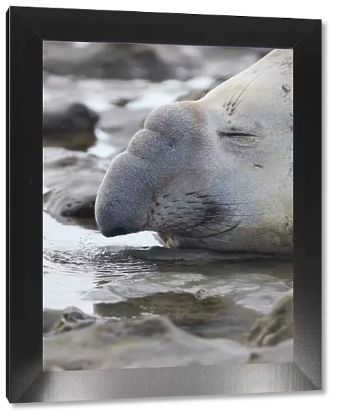 Detail of an elephant seal lying on the beach of Punta Ninfas, Chubut, Patagonia, Argentina