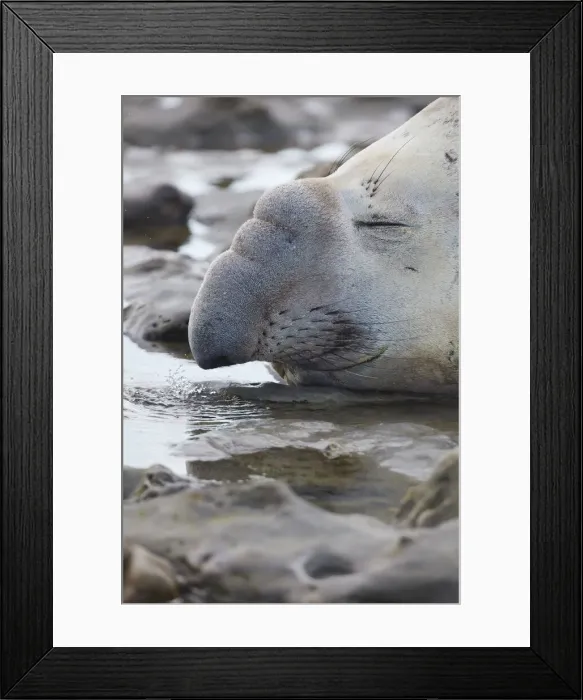 Framed Print : Detail of an elephant seal lying on the beach of Punta Ninfas, Chubut, Patagonia, Argentina Framed Print : Detail of an elephant seal lying on the beach of Punta Ninfas, Chubut, Patagonia, Argentina